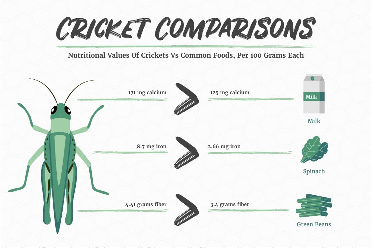 The surprising nutritional value from eating insects and bugs My Five